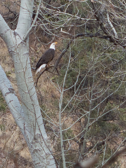 Bald Eagle